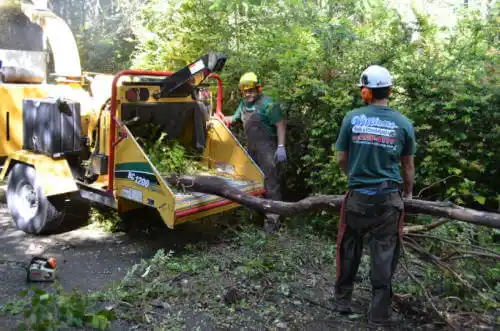 tree services Palm Bay